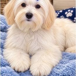 Vienna (LABOR DAY SPECIAL) - Apricot male Maltipoo puppy in Salisbury, North Carolina from Carolina Canines