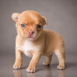 Chihuahua puppies from Chichianna's Legacy