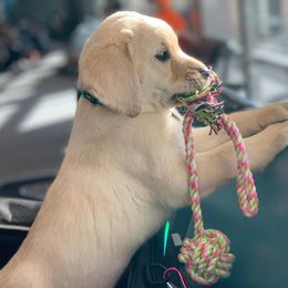 Labrador Retriever Puppies from Kolfyre Labradors