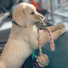 Labrador Retriever Puppies from Kolfyre Labradors
