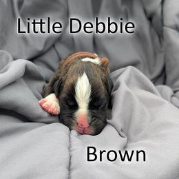 Little Debbie - Brown - Brindle female Boxer puppy in Sherrill, Iowa from Balltown Boxers