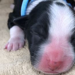 Australian Shepherds from The Regal Puppy