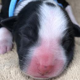 Australian Shepherds from The Regal Puppy