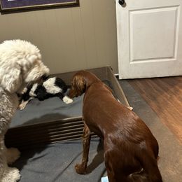 Assorted Doodle Crosses Puppies from Hippdoodranch