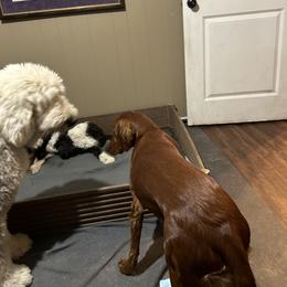 Assorted Doodle Crosses Puppies from Hippdoodranch