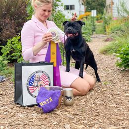 Staffordshire Bull Terrier All Grown Up from Theatric Staffords