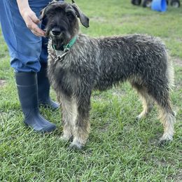 Lime Green Girl - Pepper and salt Giant Schnauzer puppy in Goodrich, Texas from Silver Creek Giant Schnauzers