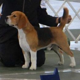 Beagles from Poltava Kennels