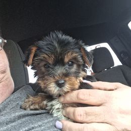 Addison - Black and tan female Yorkshire Terrier puppy in Jacksonville, Arkansas from Royal Yorkie Terrier