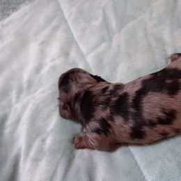 Dachshund Puppies from Marnette's Dachshunds