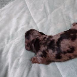 Dachshund Puppies from Marnette's Dachshunds