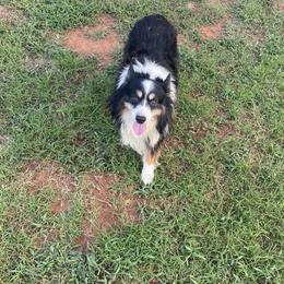 Max - Toy Australian Shepherd