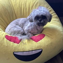 Symphoni - Shih Tzu