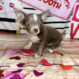 Nox - Blue and tan male Chihuahua puppy in Palmyra, Indiana from Country Star Chihuahuas