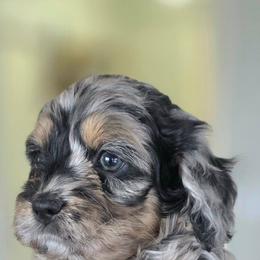 Brooke - Merle female Cockapoo puppy in Flippin, Arkansas from Dare to Doodle