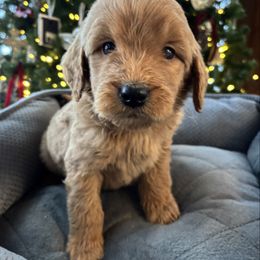 Boy 4- silver - Red  male Goldendoodle puppy in Mattawan, Michigan from Doodifuldoods