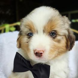 Please read description - Red merle male Miniature American Shepherd puppy in Georgetown, California from Foothill Aussies
