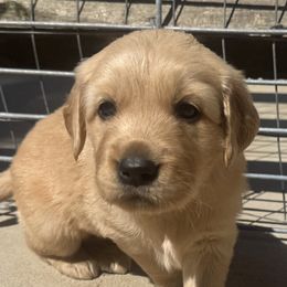 Orange Girl - Golden female Golden Retriever puppy in Rockwell, North Carolina from KnL Golden Acres