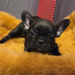 Row - Brindle female French Bulldog puppy in Capitol Heights, Maryland from Heritage Bully Co.