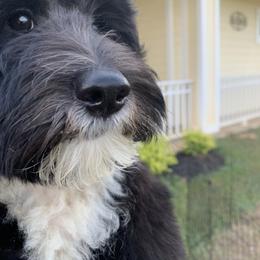 Sheepadoodle Puppies from Riley Grace Puppies