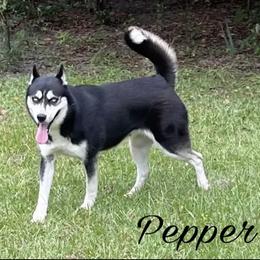 Pepper - Siberian Husky