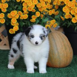 Boy 3 - male Australian Shepherd puppy in Circleville, Utah from Canyon Creek Aussies