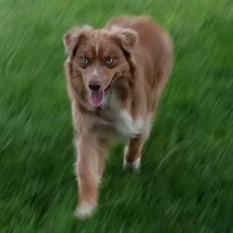 Dibs - Australian Shepherd