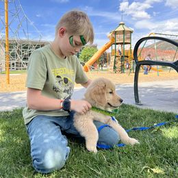 Golden Retriever Puppies from Little Bitta Luck Farms