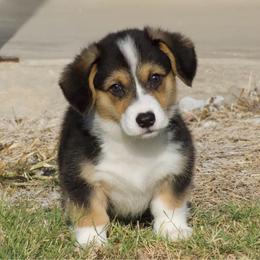 Yancy - Black and tan male Pembroke Welsh Corgi puppy in Gober, Texas from Trigger Time Kennels