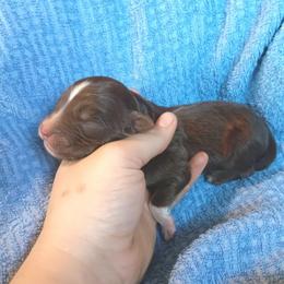 Boy 5 - Red tri-color male Australian Shepherd puppy in Sultan, Washington from Van Huitt Australian Shepherds