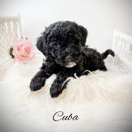 Cuba - Black female Goldendoodle puppy in from Pink Poodles and Doodles