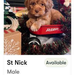 Boy 1 - Red male Cockapoo puppy in Connersville, Indiana from MoonShine Babies