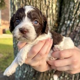Sunny - Brown and white female Cockapoo puppy in Tallahassee, Florida from Panhandle Pups
