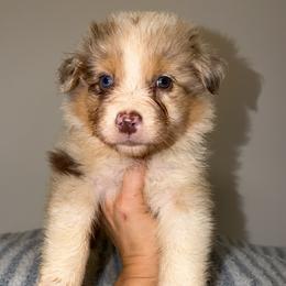 Chicken Nugget - Red merle male Australian Shepherd puppy in Anniston, Alabama from All Hale Aussies