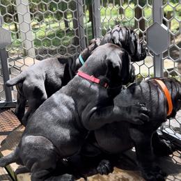 Cane Corso Puppies from Arcana Cane Corso