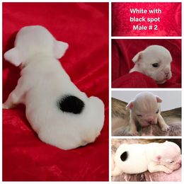 Bulldog Puppies from Chief Bulldogs