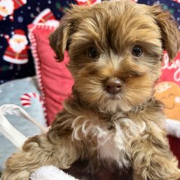 Louie - Chocolate and tan male Yorkshire Terrier puppy in Palm Coast, Florida from Fiesta Pups