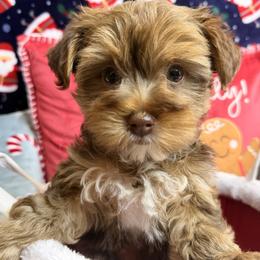 Louie - Chocolate and tan male Yorkshire Terrier puppy in Palm Coast, Florida from Fiesta Pups