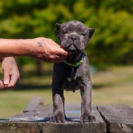 Cane Corso Puppies from Black Knight Cane Corso