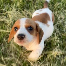 Boy 3 - Piebald male Dachshund puppy in Sedgewickville, Missouri from Heritage Boerboels