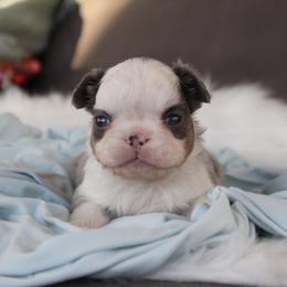 Blue Panda Husky - Tricolors male French Bulldog puppy in Piedmont, Oklahoma from 5A Frenchies