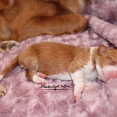 Nova Scotia Duck Tolling Retriever Puppies from Meadowlark Tollers