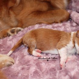 Nova Scotia Duck Tolling Retriever Puppies from Meadowlark Tollers