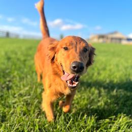 Violet - Golden Retriever