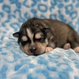 Brock - Agouti and white male Siberian Husky puppy in Centreville, Maryland from Huskies By the Bay