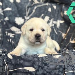 Teal collar male - Yellow male Labrador Retriever puppy in Beaverdam, Virginia from Riverside Sunset Labrador Retrievers