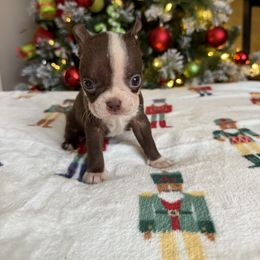 Minnie - Red female Boston Terrier puppy in Kentucky from Graceful Paws