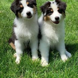 Australian Shepherd Puppies from Timber Run Aussies