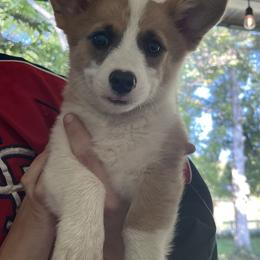 Pembroke Welsh Corgi Puppies from Chase Em All Corgis