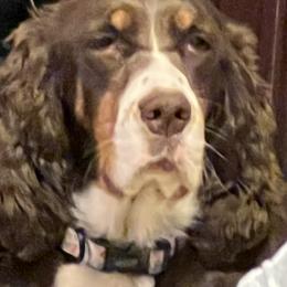 Millie - English Springer Spaniel